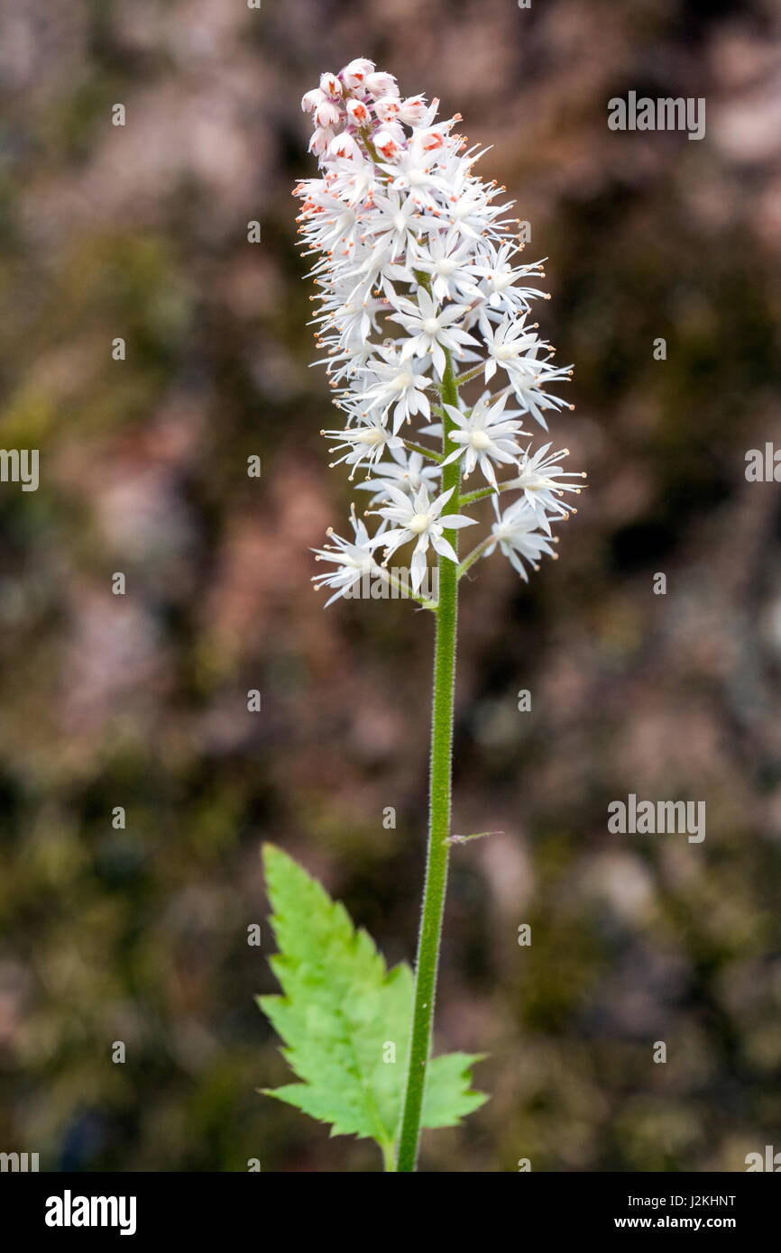 Foamflower (Tiarella cordifolia) Pisgah National Forest - Brevard, North Carolina, USA Stock Photo