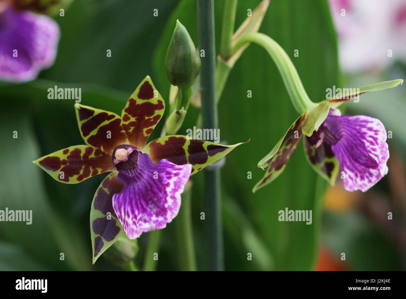 Orchid flower, Miltonia orchid (Miltonia spec.) per brassica Stock Photo