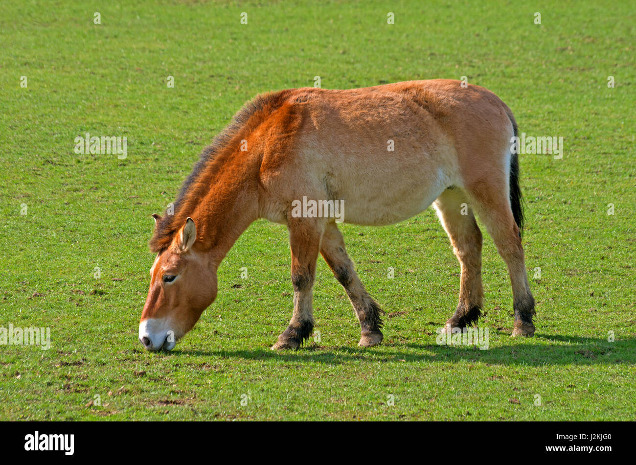 Onager, Equus Africanus, North Africa Captive Stock Photo