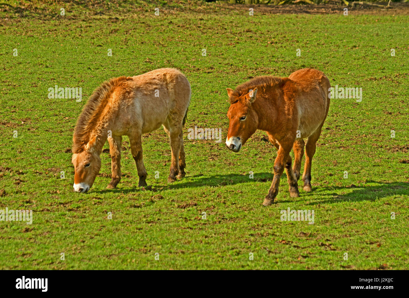 Onager, Equus Africanus, North Africa Captive Stock Photo