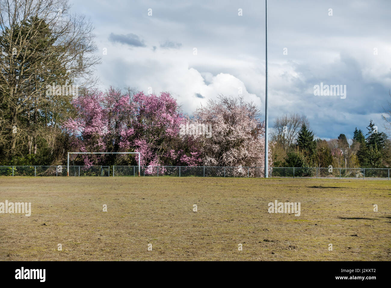 A view of a ball field and Cherry trees in Seatac, Washington Stock