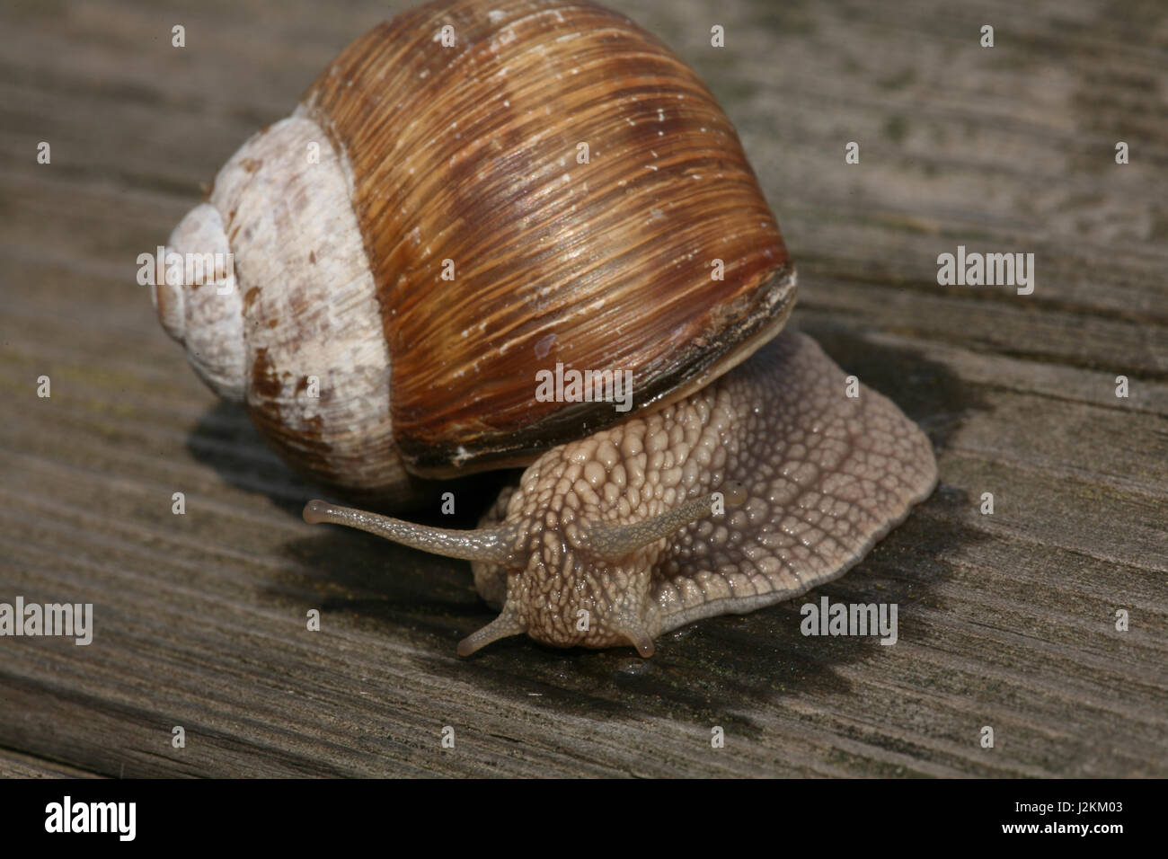 snail on wood Stock Photo