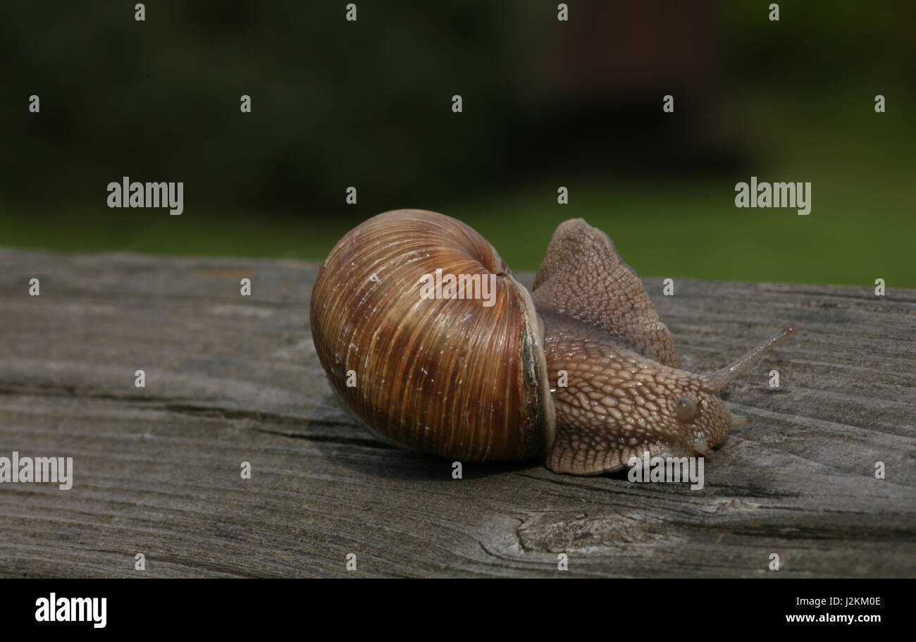 snail on wood Stock Photo