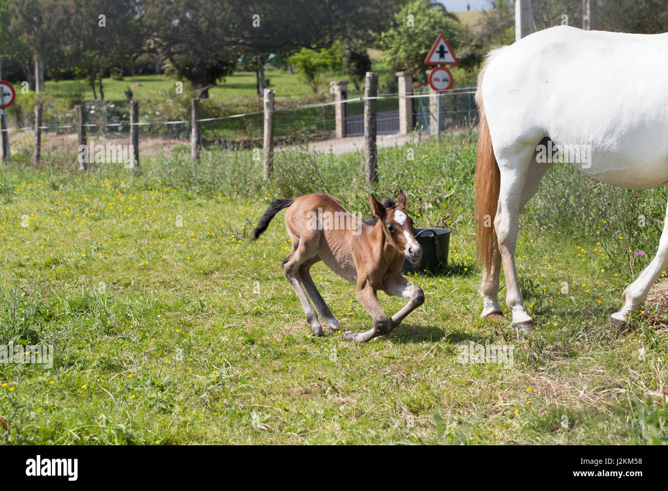 Foal Laying Down In Pasture Stock Photo