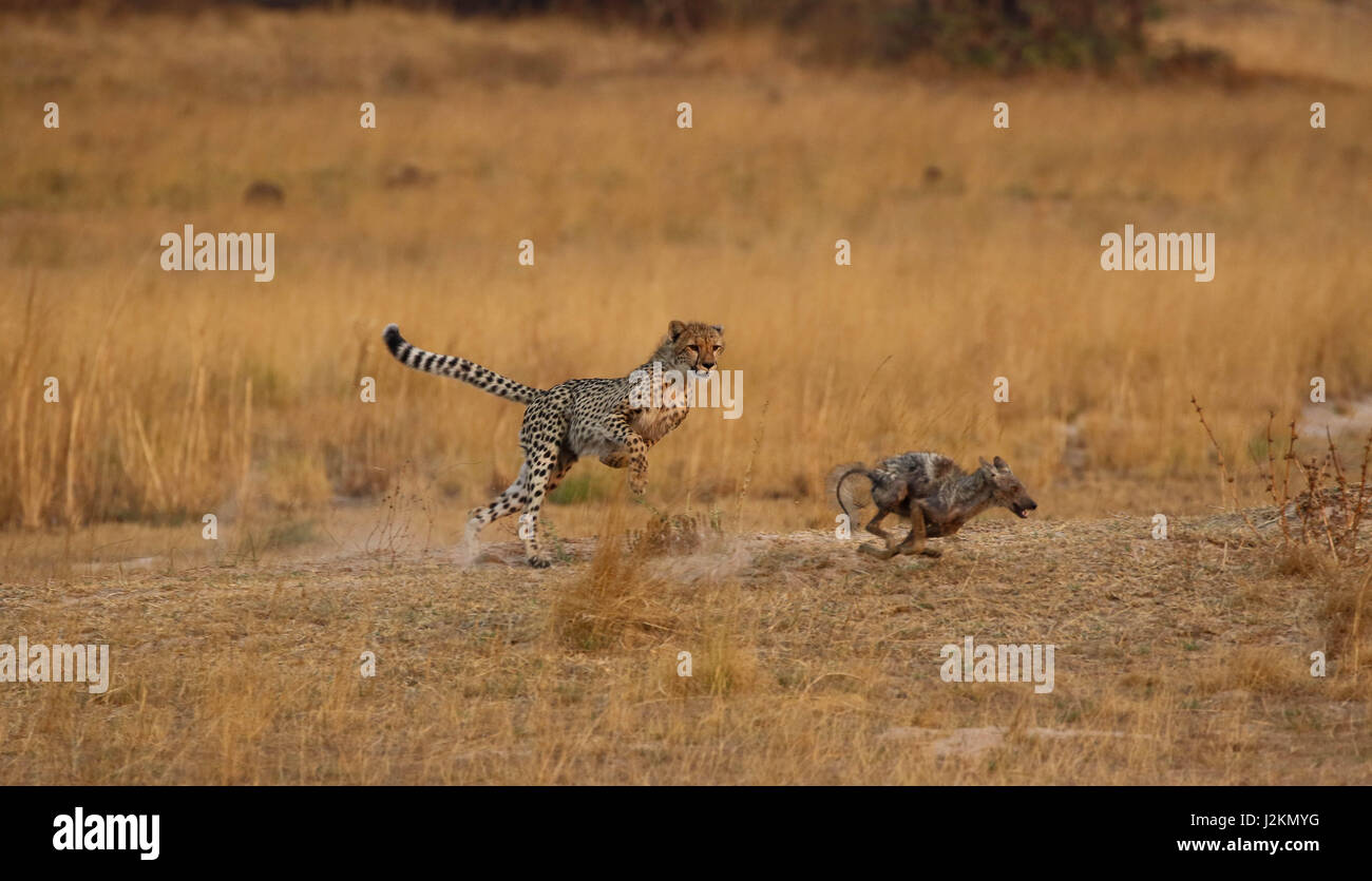 A young cheetah chasing a jackal in Zambia. Stock Photo