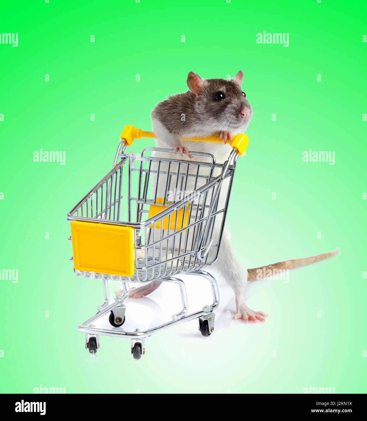 Rat with shopping cart on green background. concept for pet shop. rat