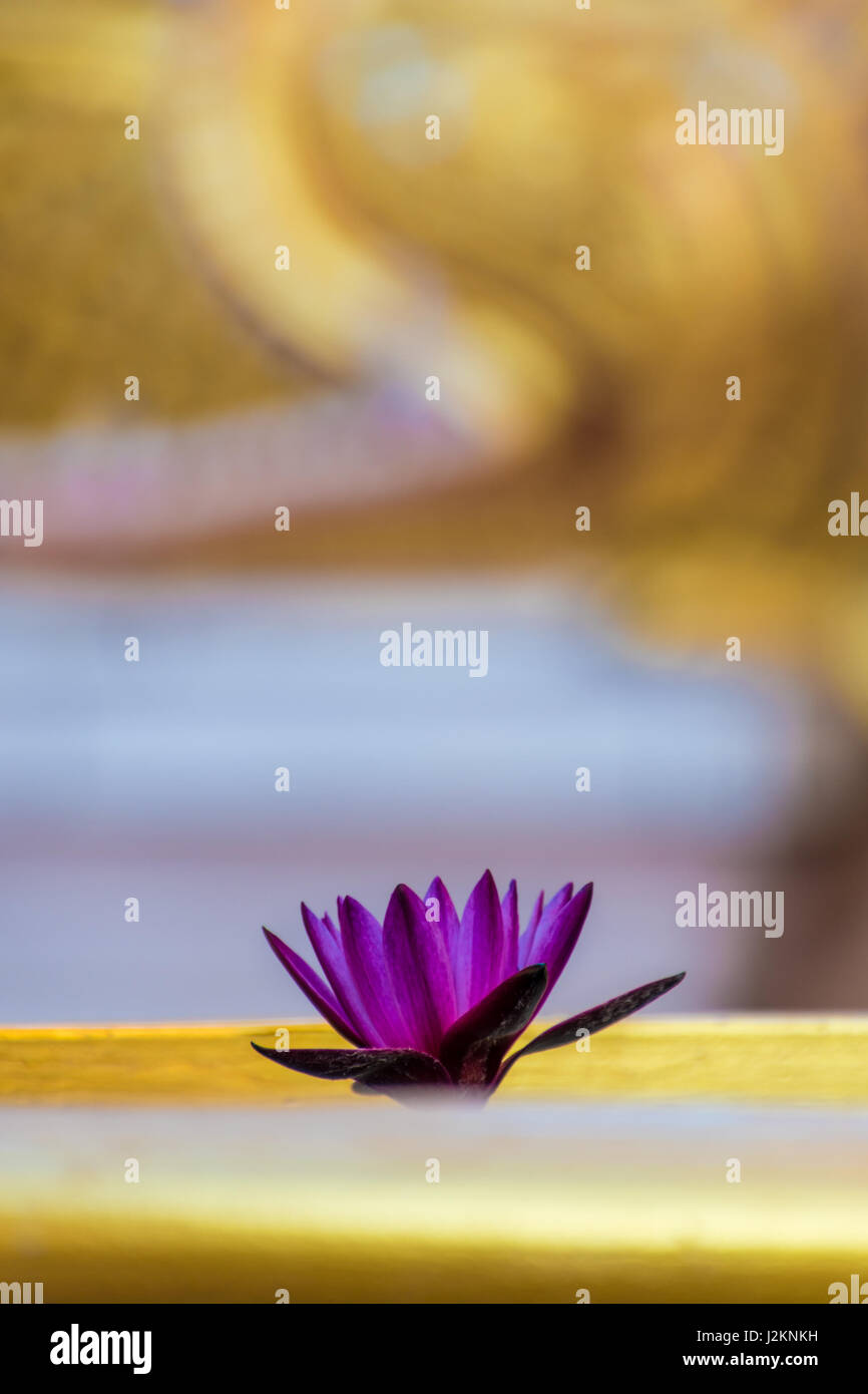 Water lily in old buddhist temple in Thailand Stock Photo