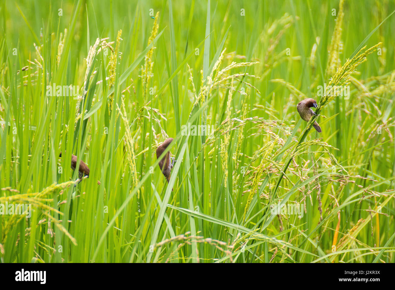 Java Rice Sparrow Stock Photos & Java Rice Sparrow Stock Images Alamy