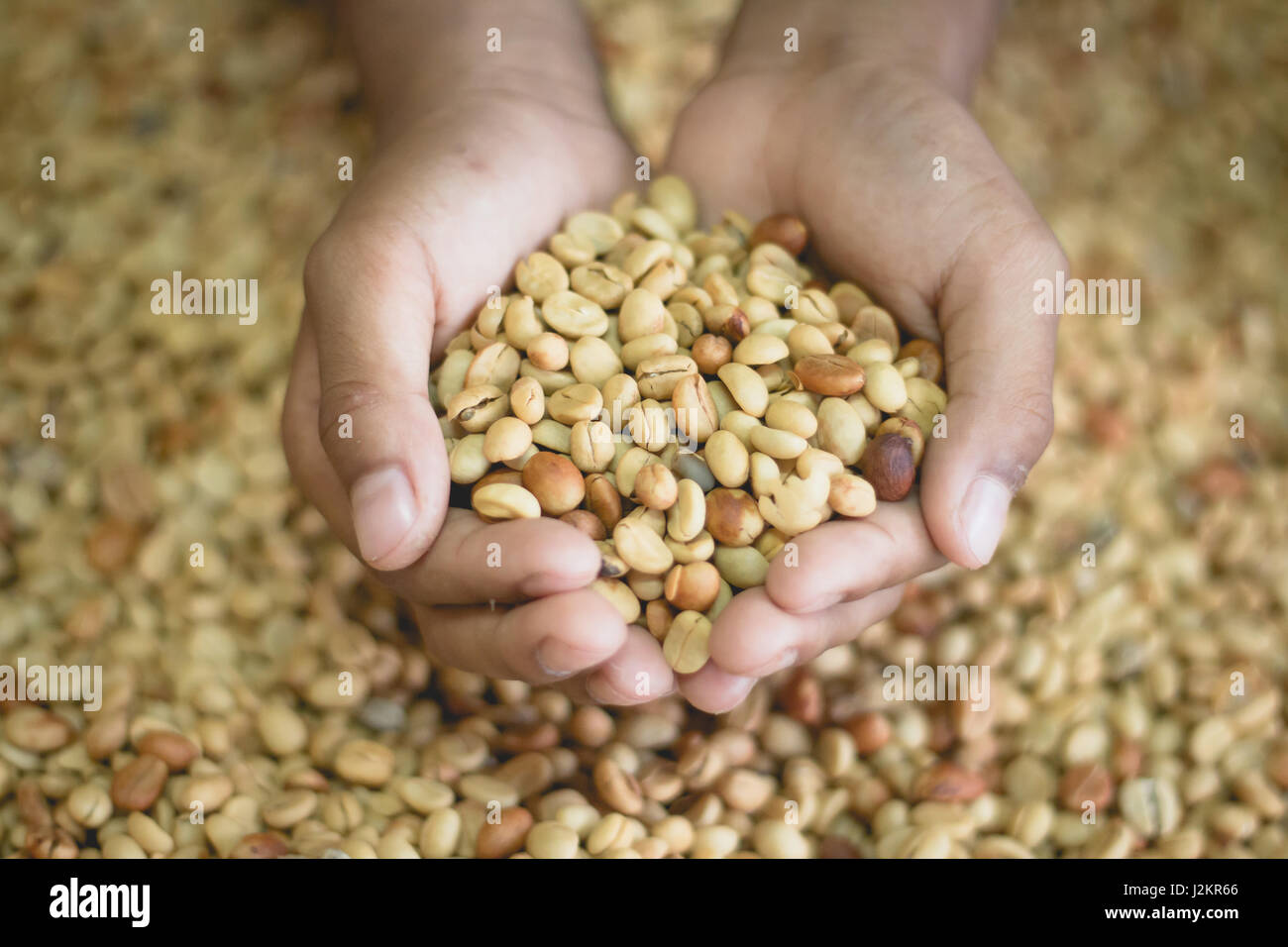 Coffee beans before shelling with mill Stock Photo Alamy