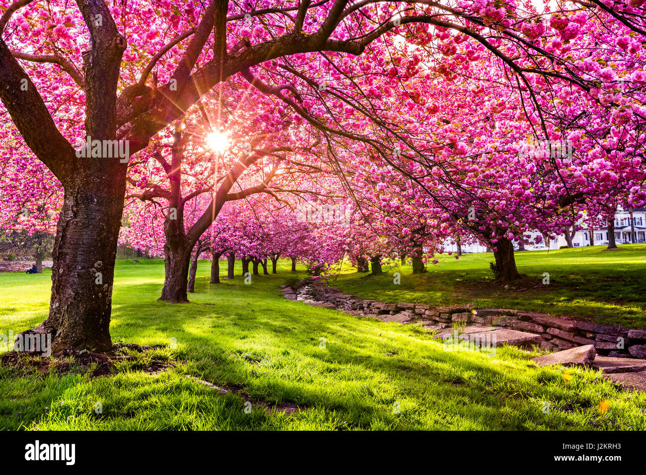 Cherry tree blossom explosion in Hurd Park, Dover, New Jersey Stock Photo
