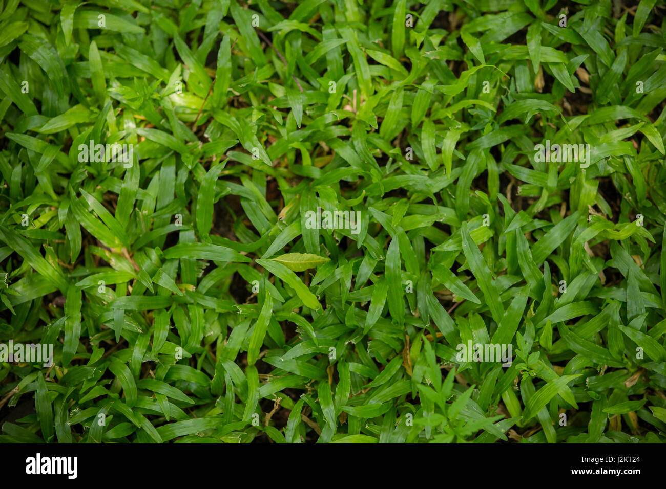 Green grass seamless texture. Seamless in only horizontal dimension. Stock Photo