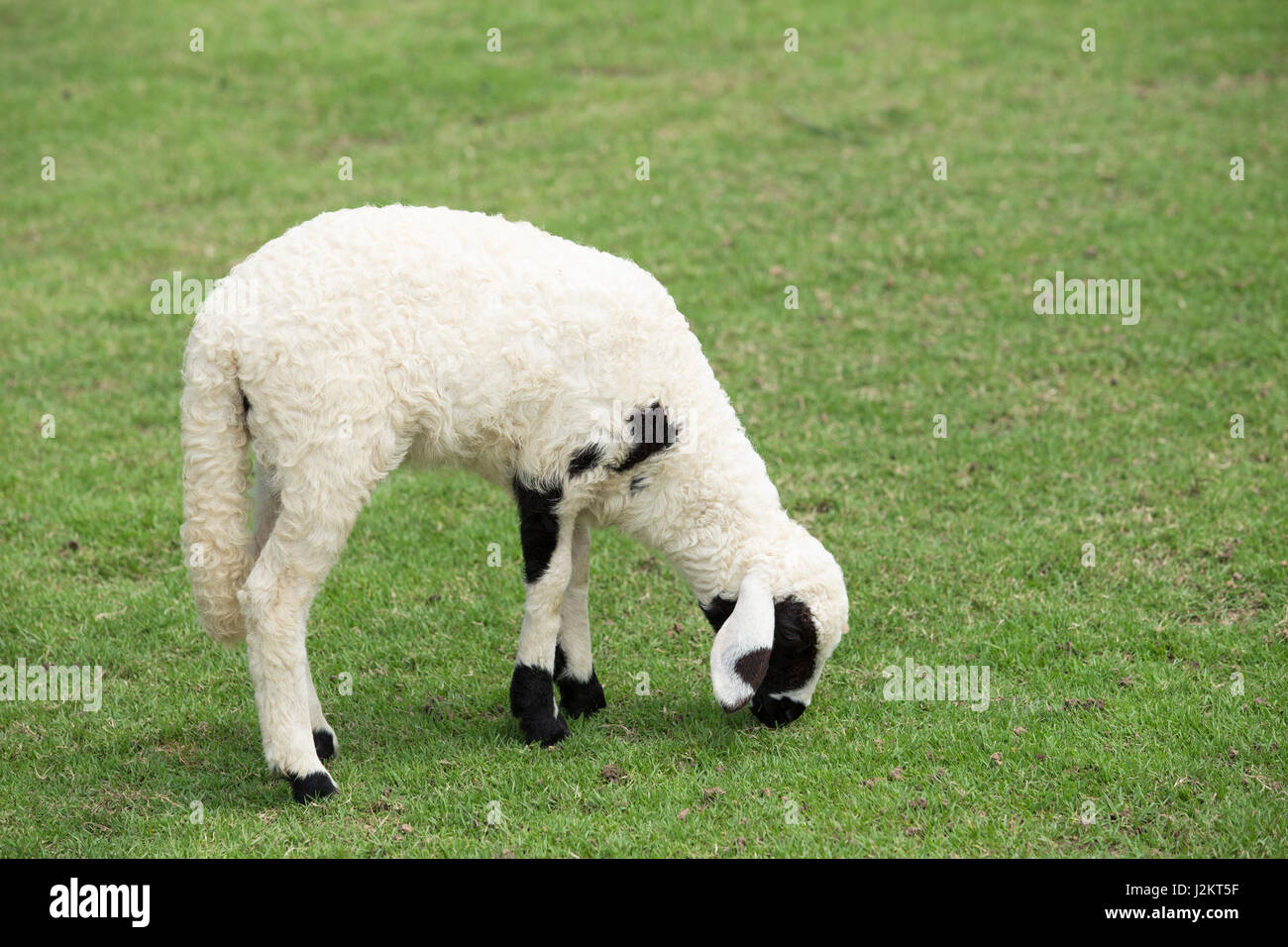 Sheep in a Green Field Stock Photo - Alamy