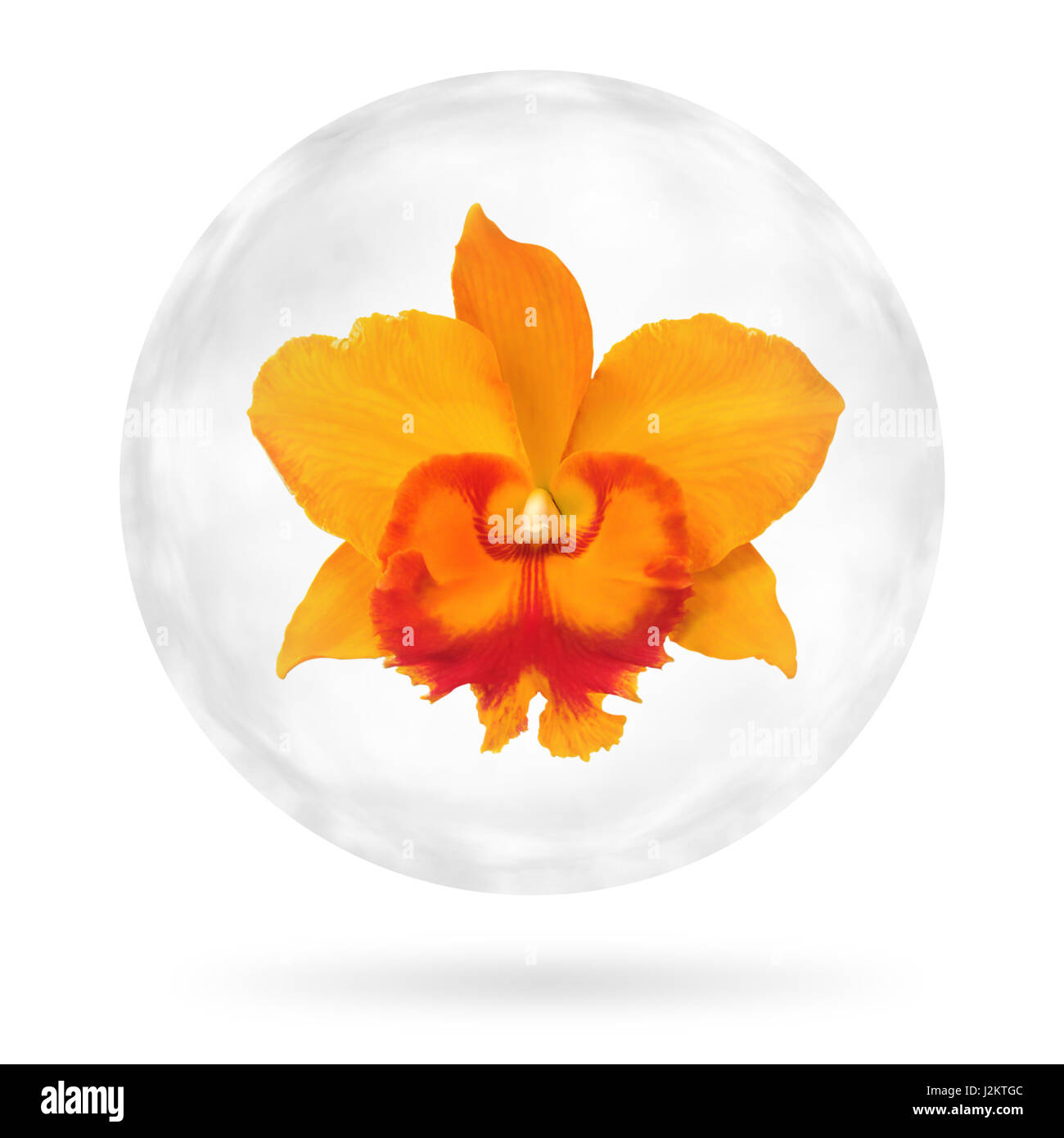 Close up single bright orange orchid on white background. Clipping path included Stock Photo