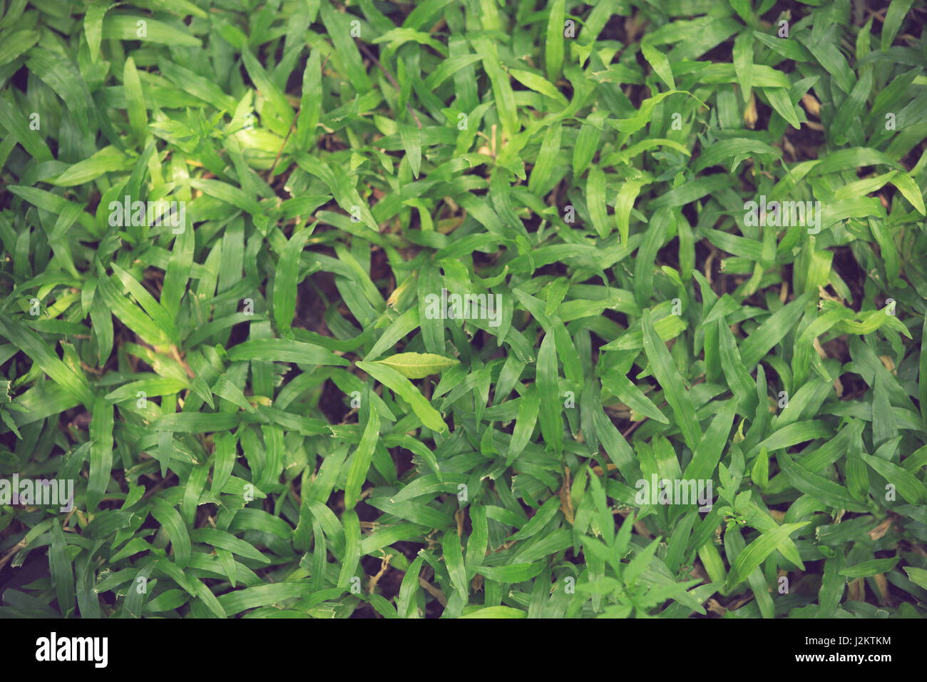 Green grass seamless texture. Seamless in only horizontal dimension vintage color Stock Photo