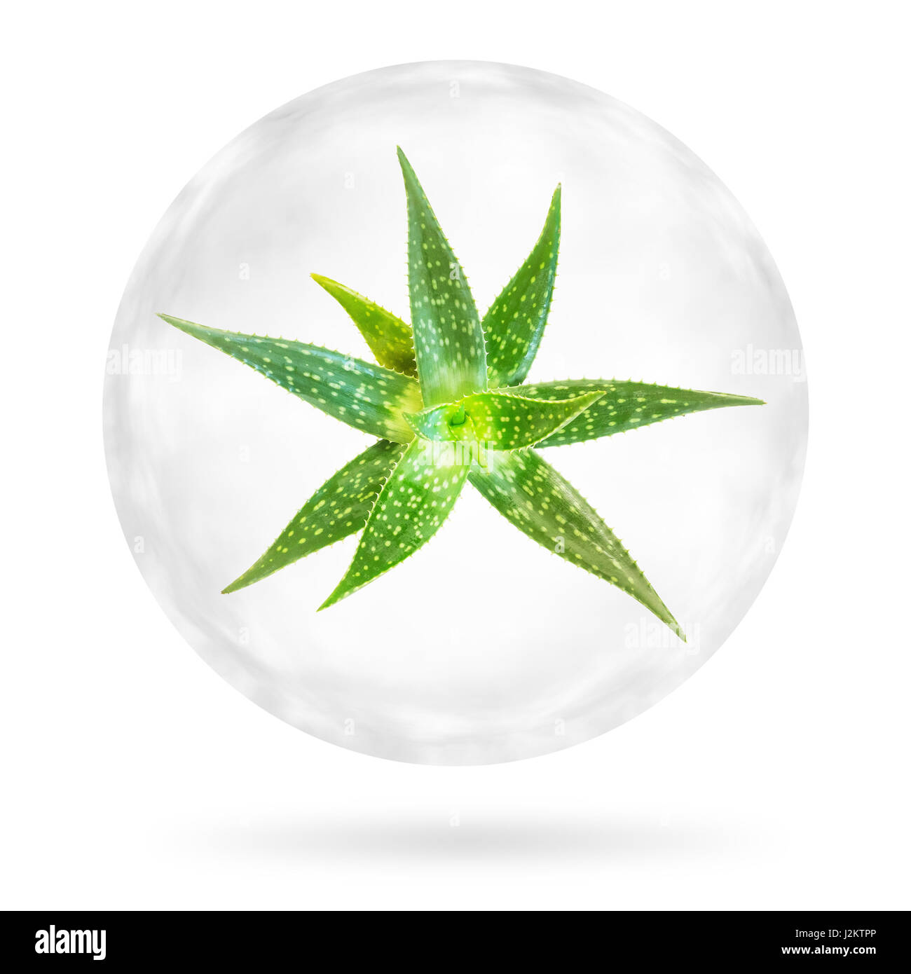Aloe Vera in the bubble isolated on white background. Clipping paths  included Stock Photo - Alamy