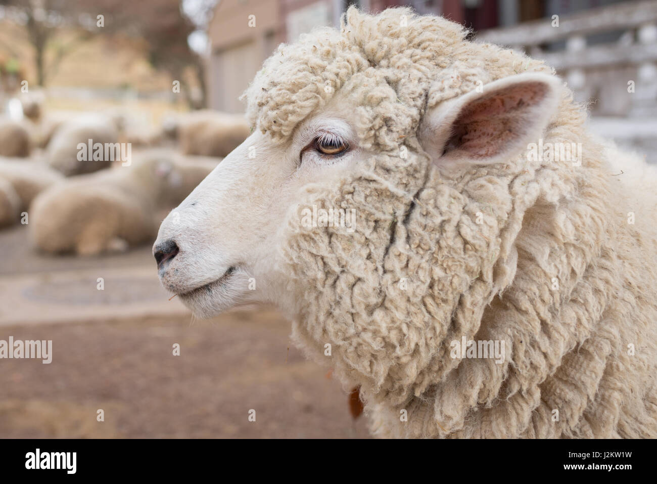 Close up of animals hi-res stock photography and images - Alamy