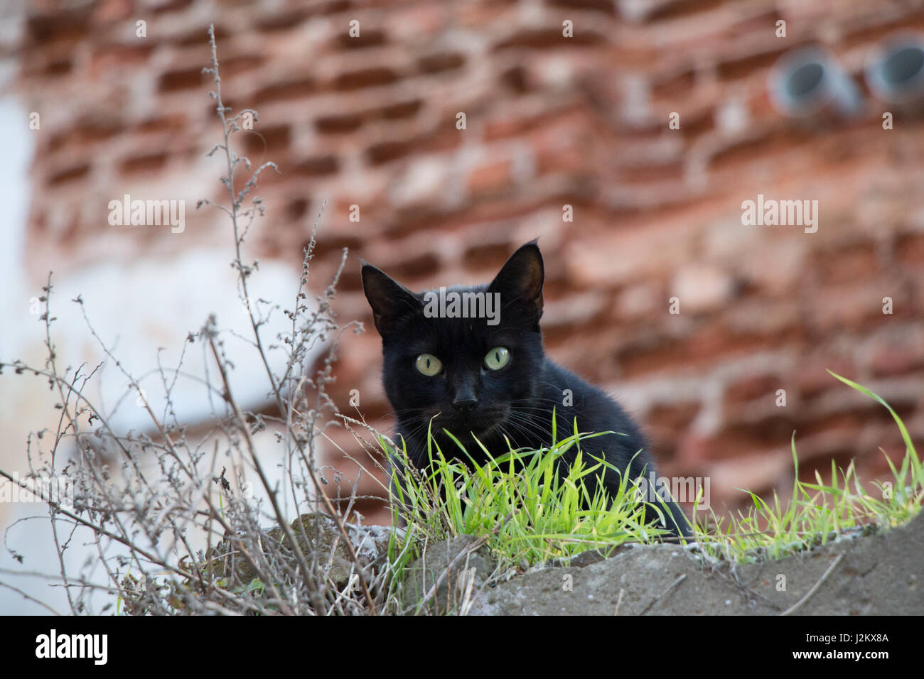 Another portrait of the homeless street cat Stock Photo - Alamy