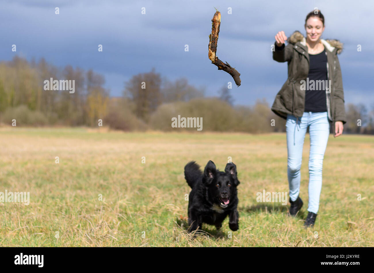 fetch sticks for dogs
