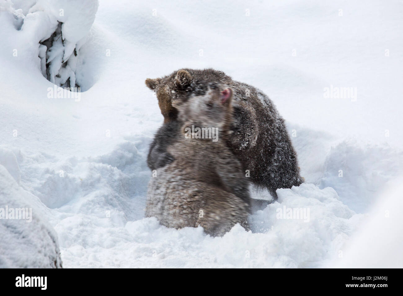 Two 1-year-old brown bear cubs (Ursus arctos arctos) play fighting in the snow in winter Stock Photo