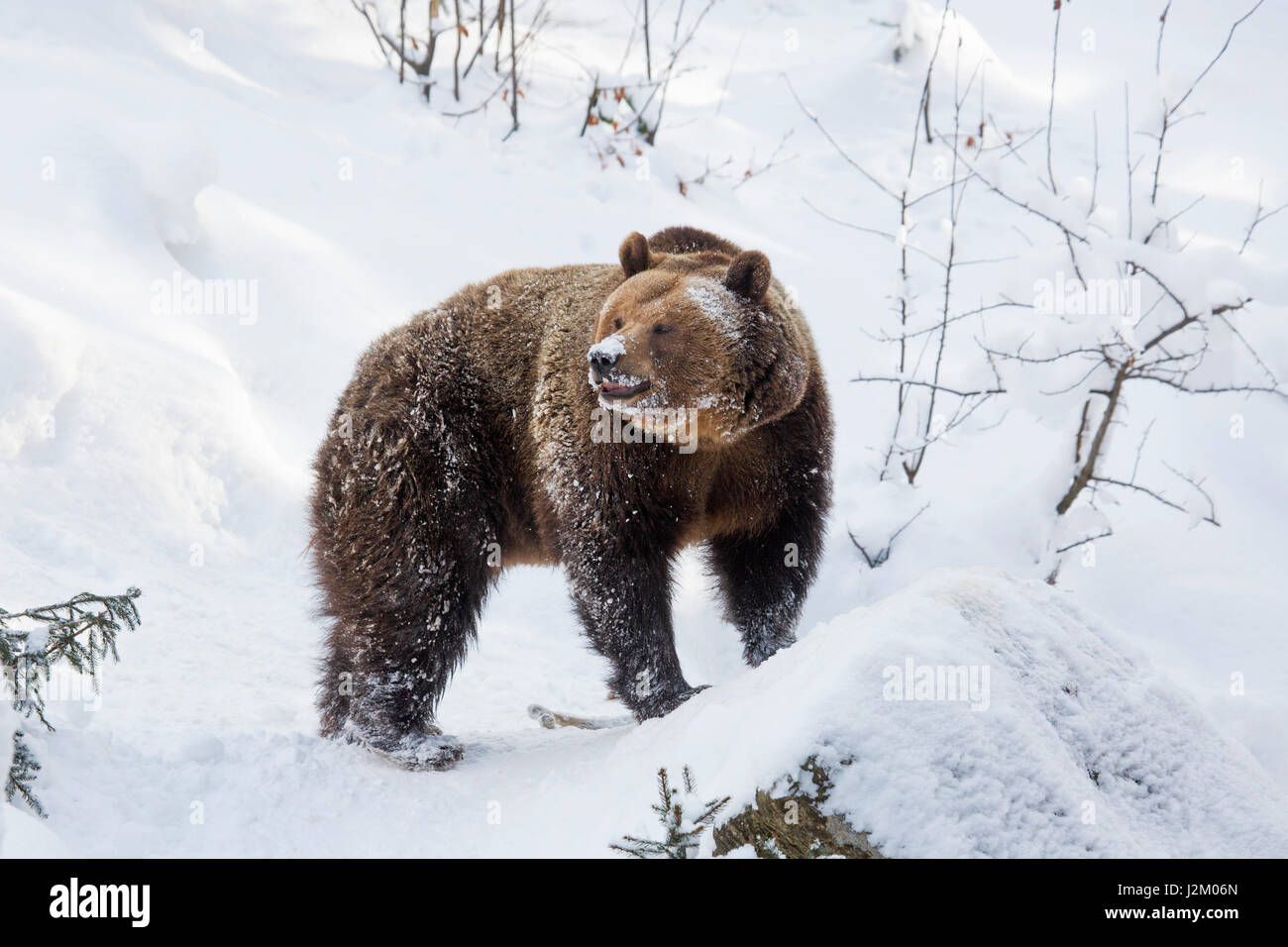 European brown bear (Ursus arctos arctos) foraging in the snow in winter / spring Stock Photo