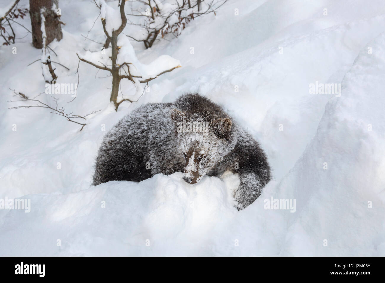 One year old brown bear cub (Ursus arctos arctos) walking in deep snow in winter / spring Stock Photo