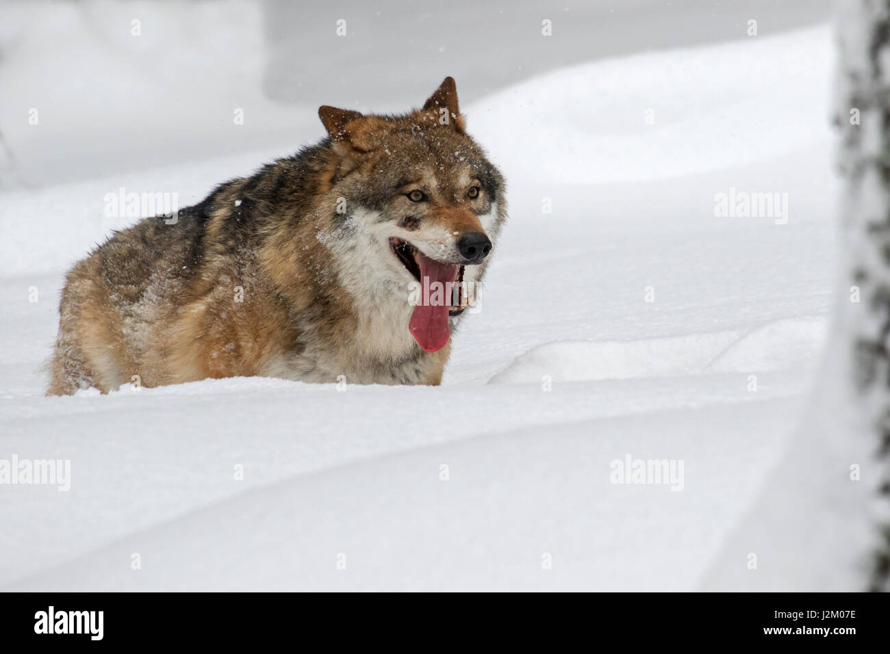 Gray wolf / grey wolf (Canis lupus) walking in deep snow in winter and panting Stock Photo