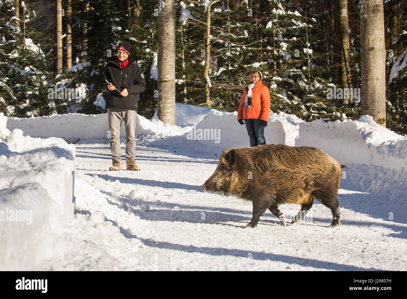 Wild boar (Sus scrofa) crossing forest road close to walkers in the snow in winter Stock Photo