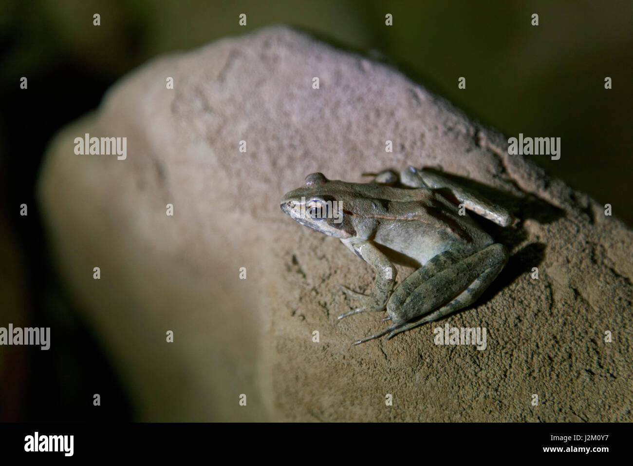 frog from River Pazinčica sinkhole in Pazin Stock Photo