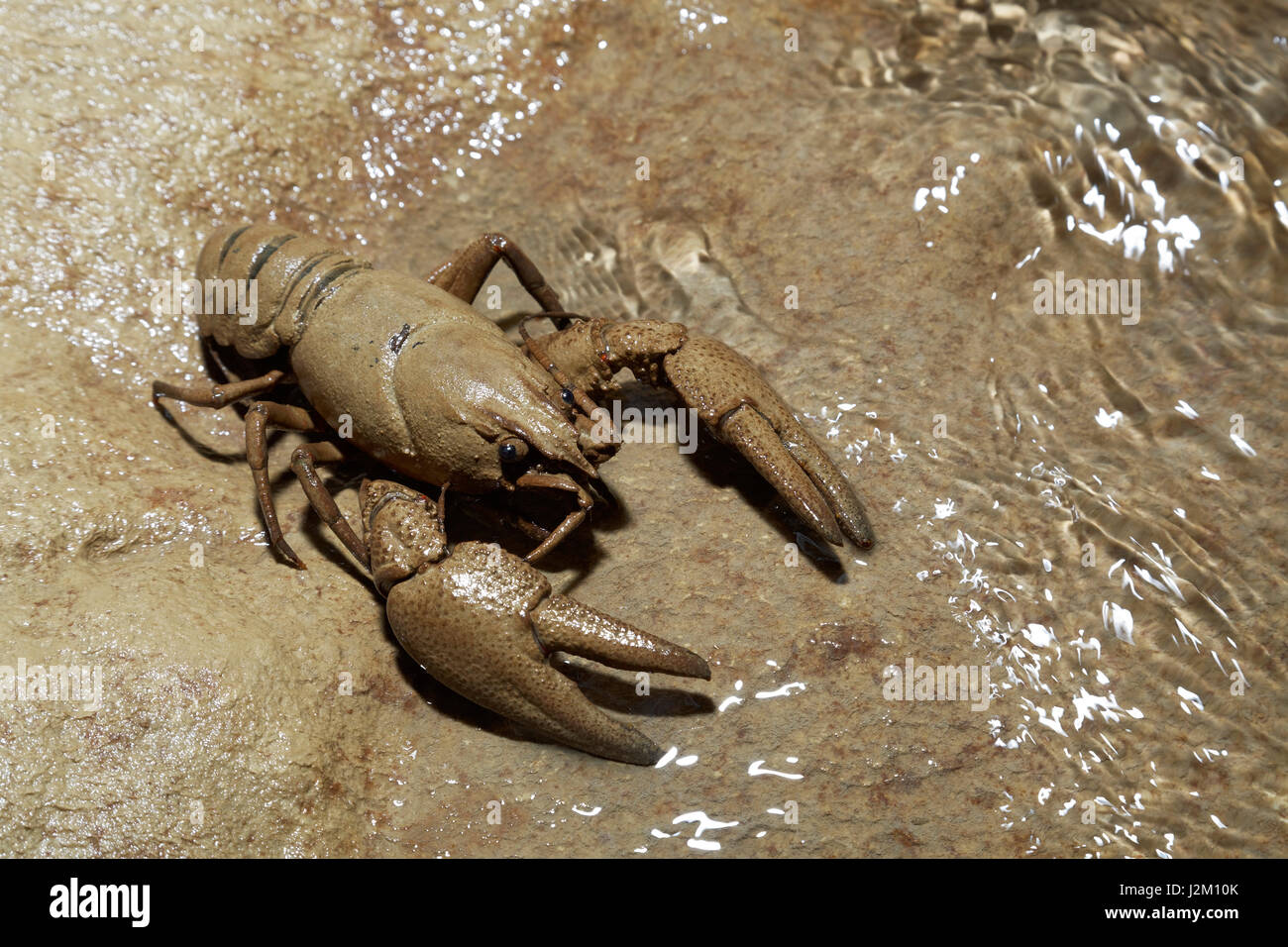 Astacus astacus, the European crayfish, noble crayfish from the  sinkhole of Pazincica River in Pazin Stock Photo