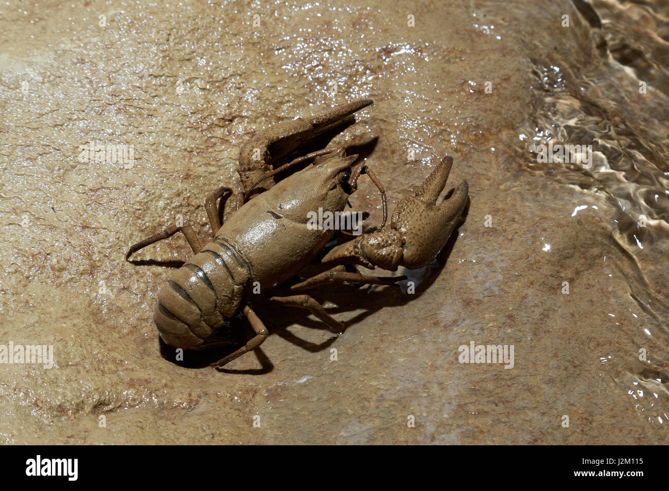 Astacus astacus, the European crayfish, noble crayfish from the  sinkhole of Pazincica River in Pazin Stock Photo