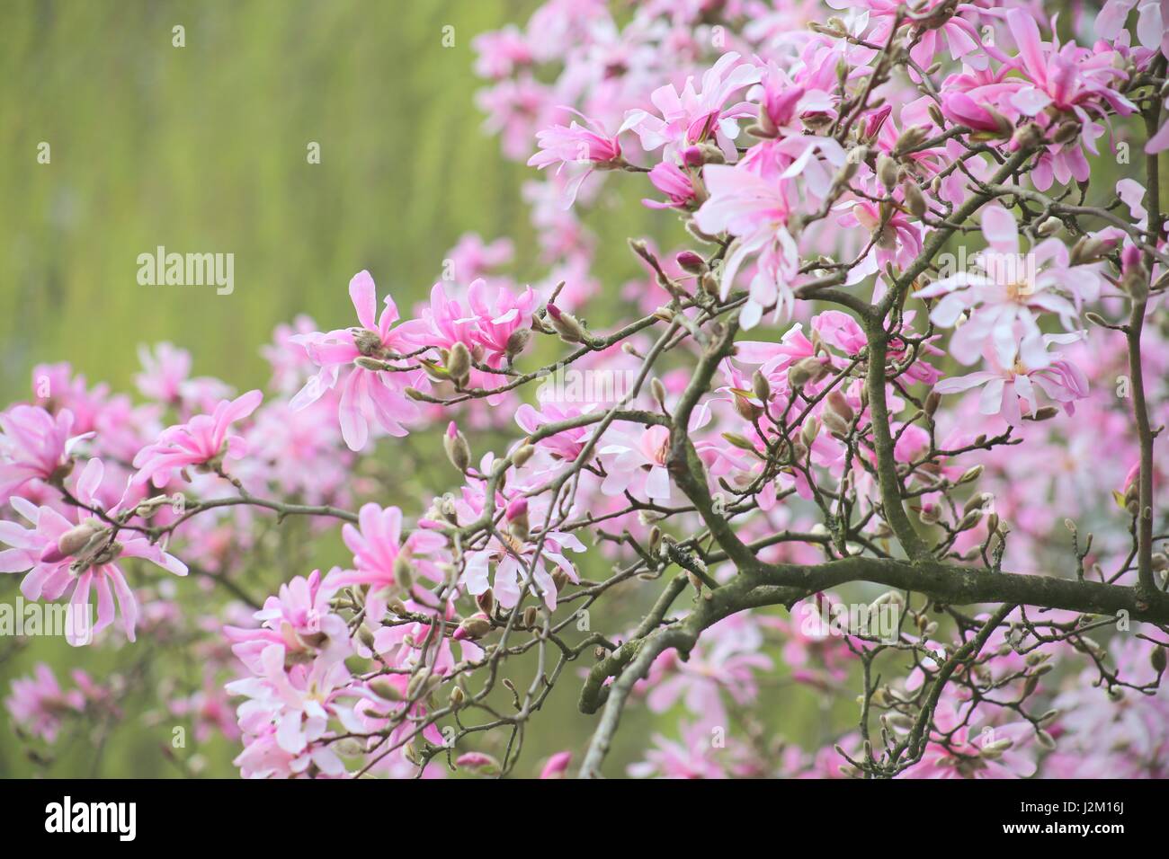 Magnolia Loebneri (Leonard Messel)pink star shaped Magnolia in full bloom in spring Stock Photo