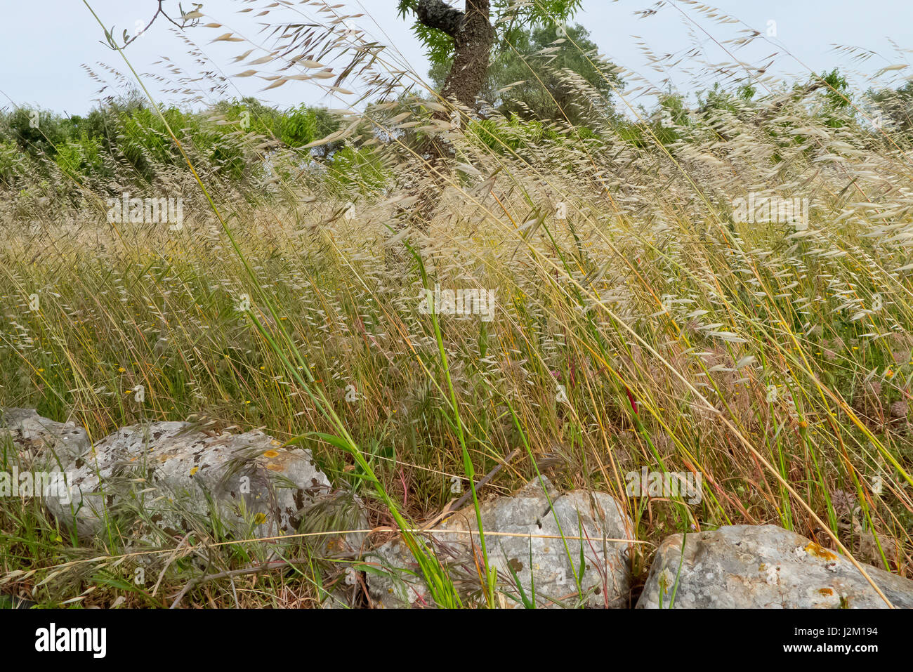 Grass who grows in the organic field . Stock Photo