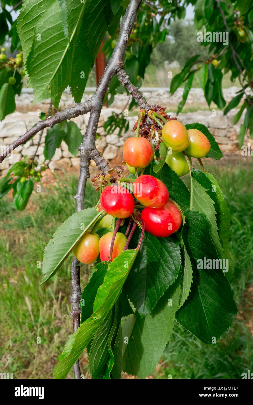 Cherries growing in Puglia. Stock Photo