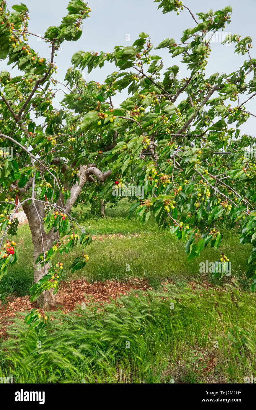 Cherry tree with fruit growing. Stock Photo