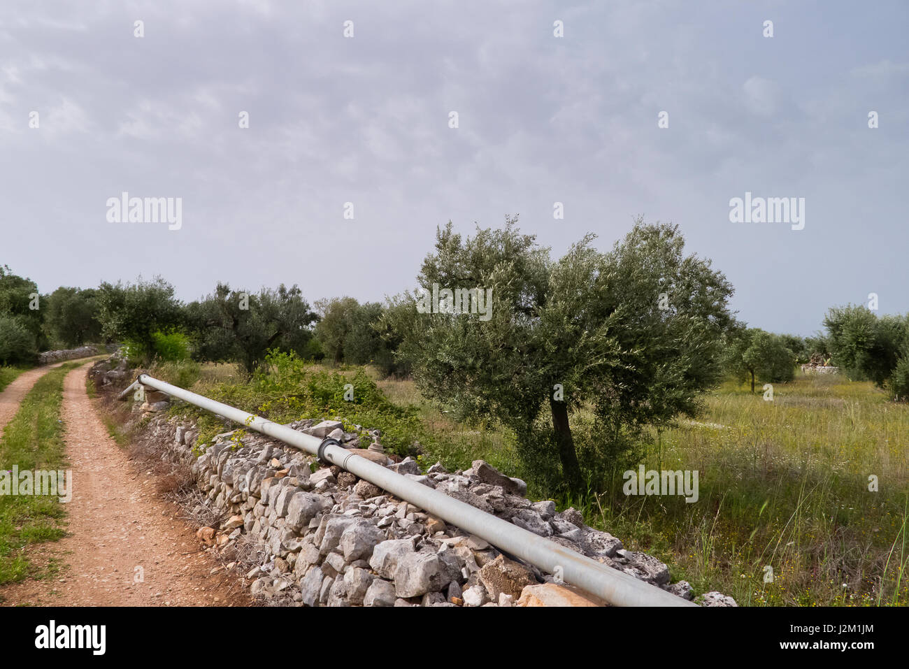 Agricultural landscape on the hill of Puglia. Stock Photo