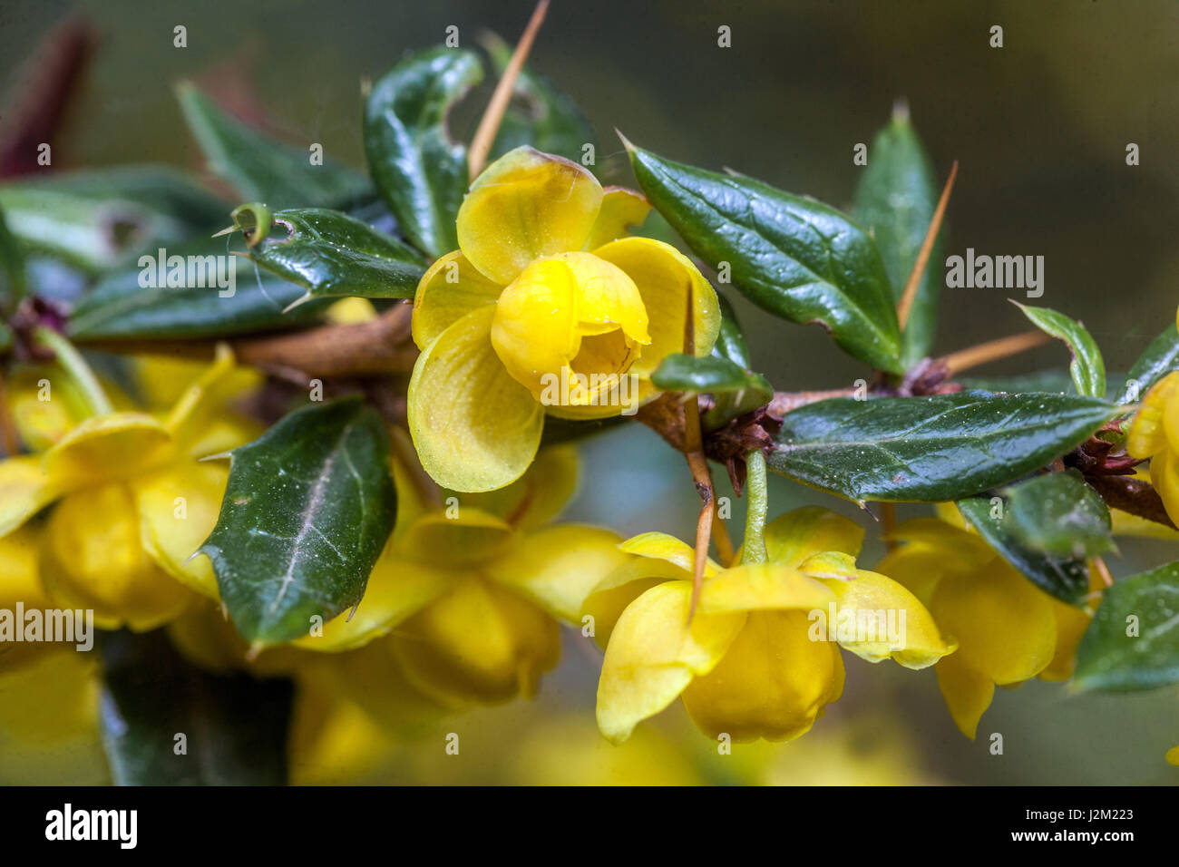 Naturetum Berberis