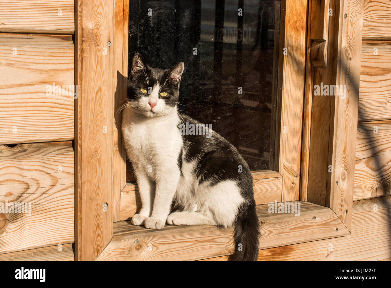 Another portrait of the homeless street cat Stock Photo - Alamy