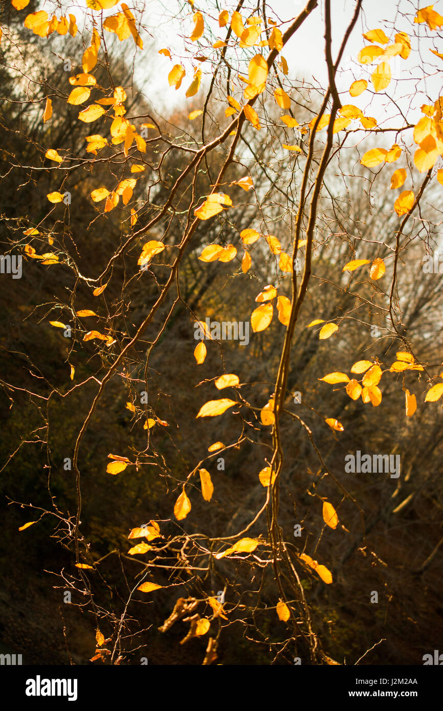 Autumn trees with yellow leaves in the Autumn season Stock Photo - Alamy