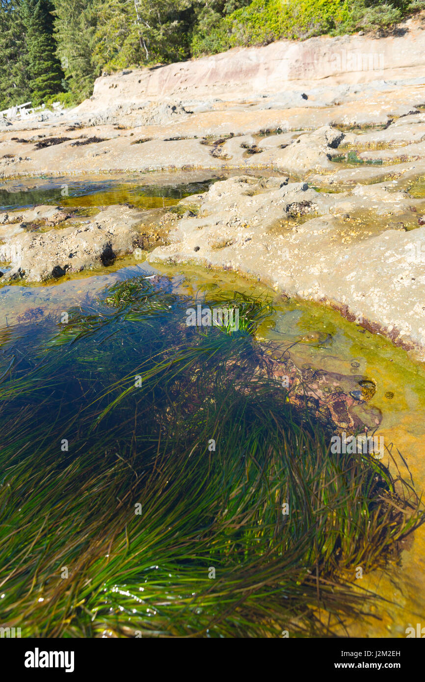 Tidal pools. Botanical Beach, Vancouver island, BC, Canada Stock Photo