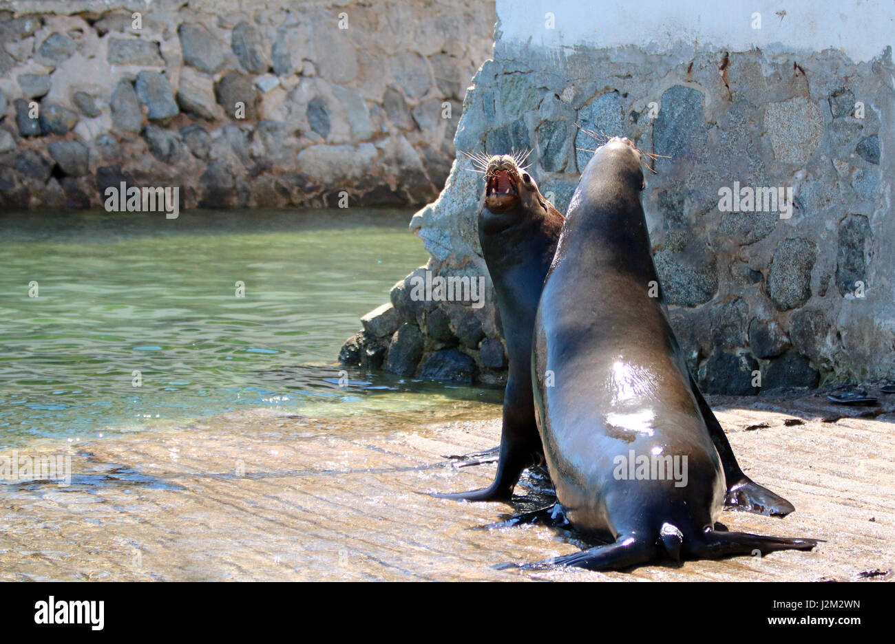 Male California Sea Lions fighting on the marina boat launch in Cabo ...