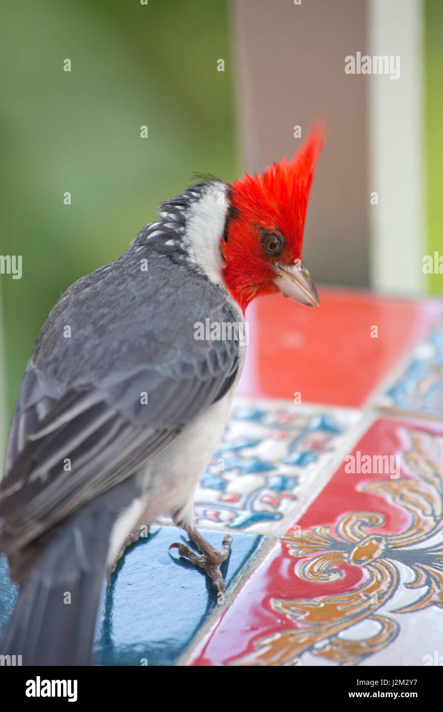 A red crested cardinal comes to say hello Stock Photo