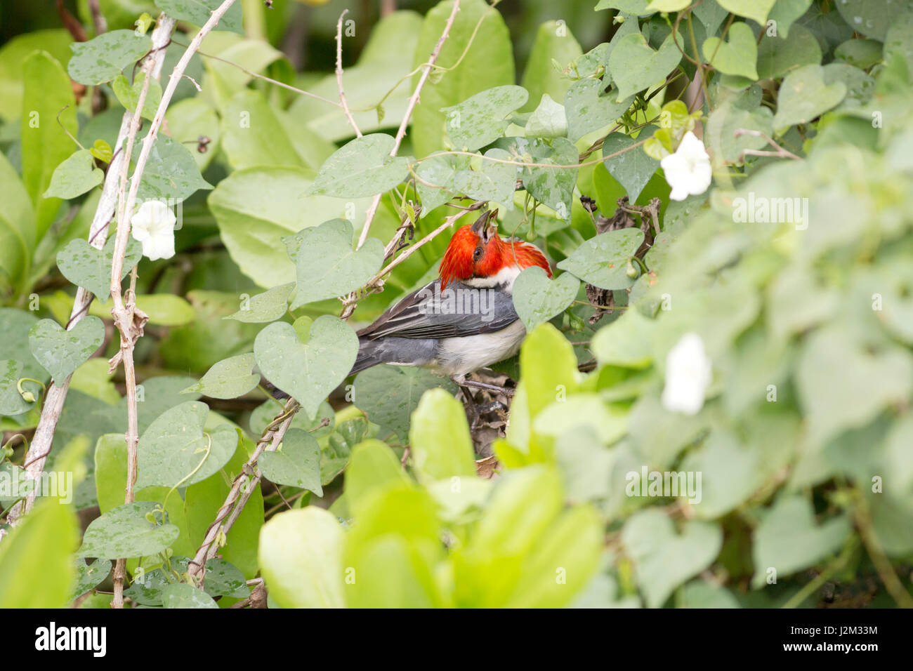 A red-crested cardinal collects food for it's young Stock Photo