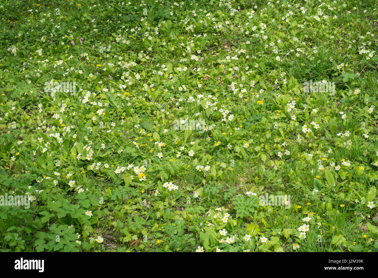 Wild primrose flowers, Totnes, Devon, England, United Kingdom. Stock Photo