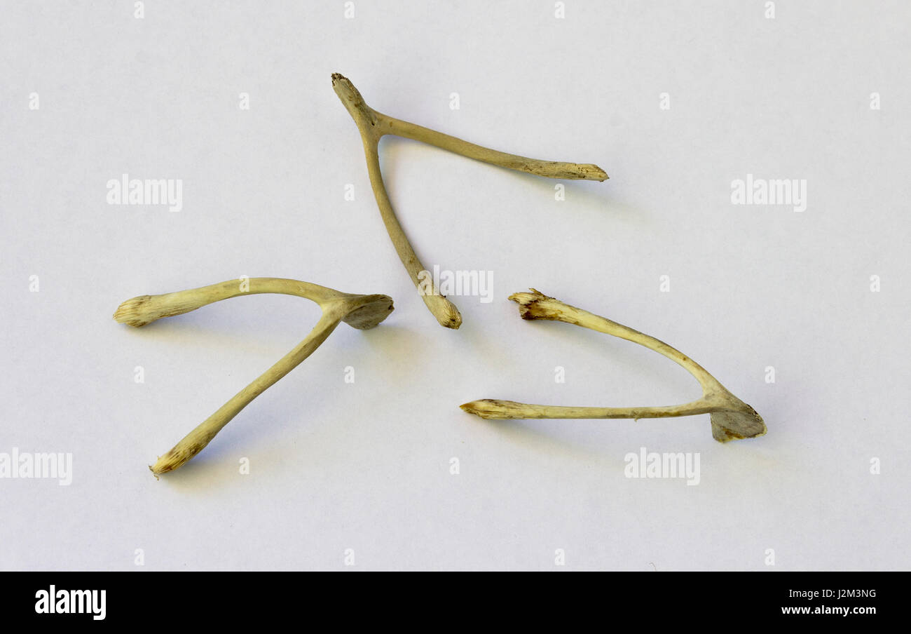 Lucky break wishbones hi-res stock photography and images - Alamy