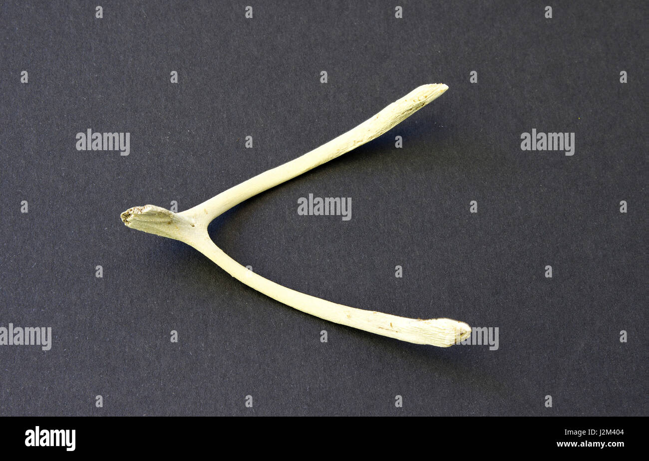 Wish bone hi-res stock photography and images - Alamy