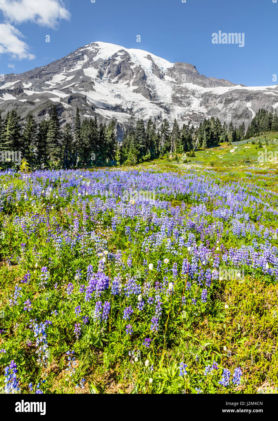 Mount Rainier sits majestically above blue lupine meadow and a band of conifers.  Blue sky complements vertical image and highlights glaciers on peak Stock Photo