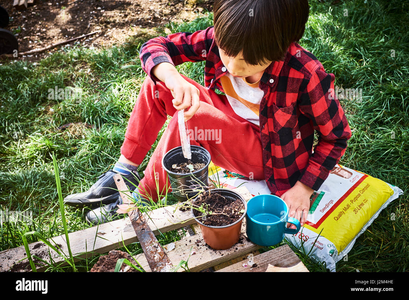 7 year old boy experimenting with plant pot on a British allotment. Stock Photo