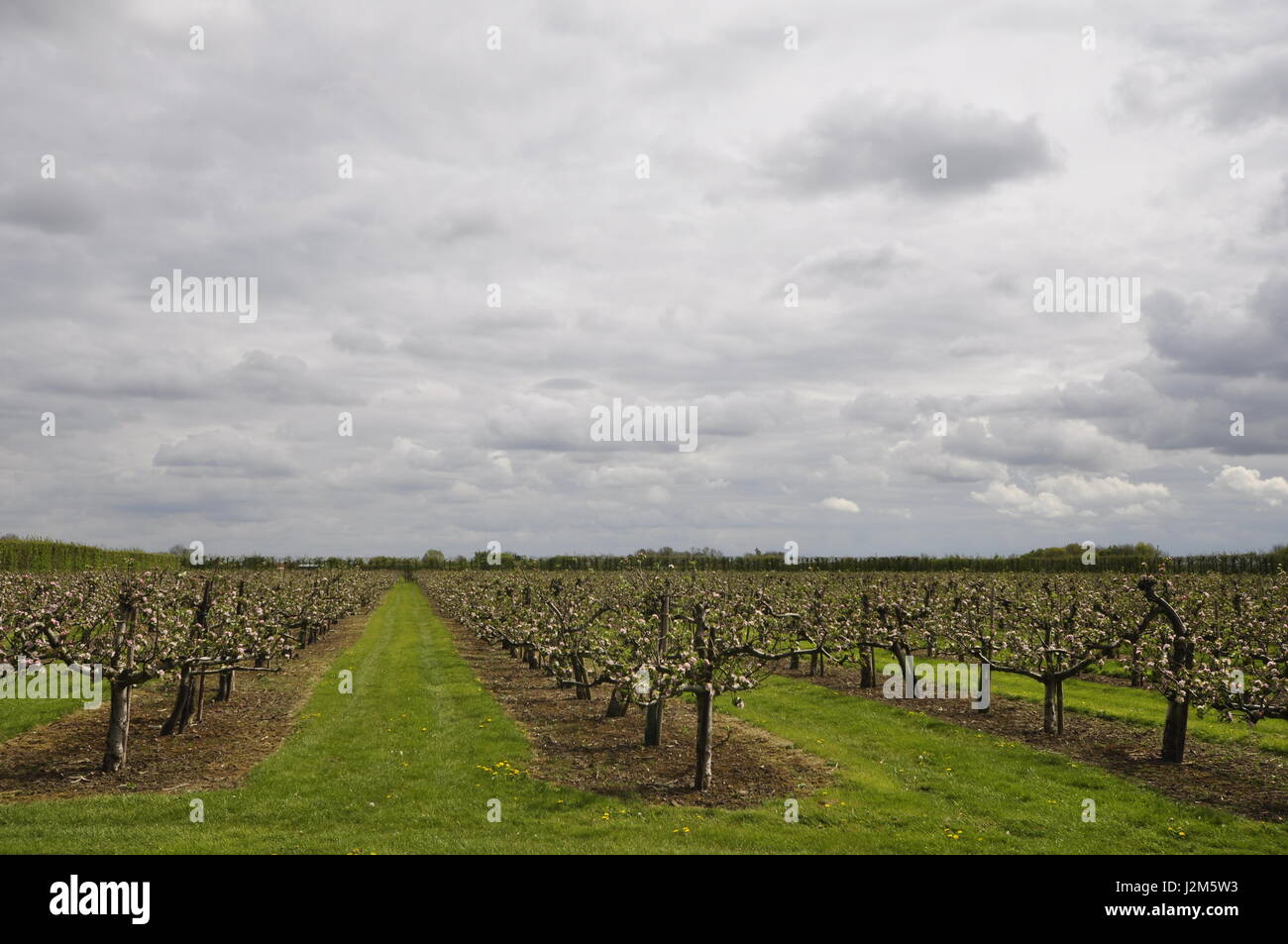 apple orchard in blossom near Wisbech St Mary Cambridgeshire Fens, England UK Stock Photo