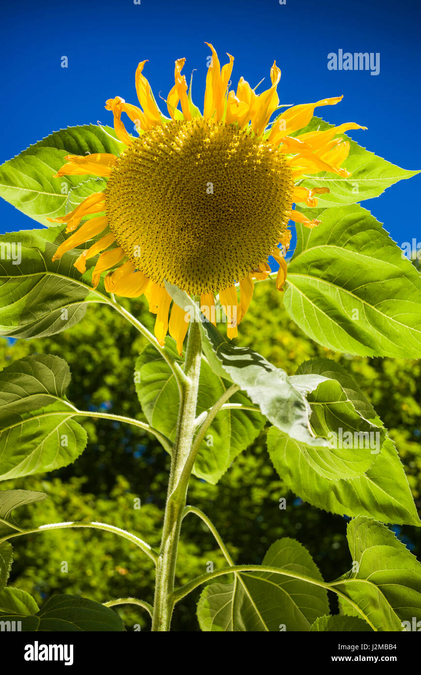 USA, Maine, Wiscasset, sunflower Stock Photo Alamy