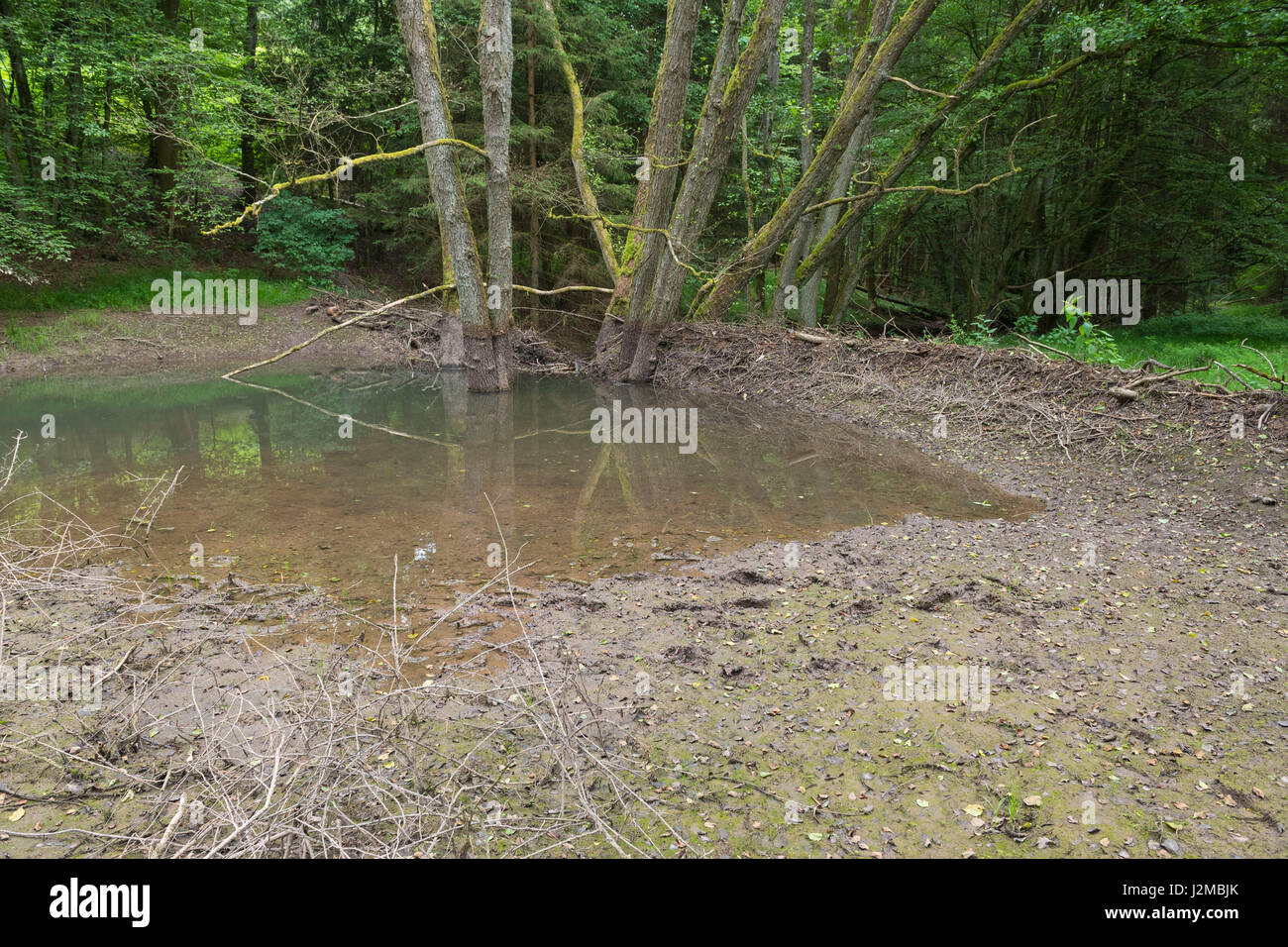 Broken beaver dam from european beaver, Castor fiber, Spessart, Bavaria ...